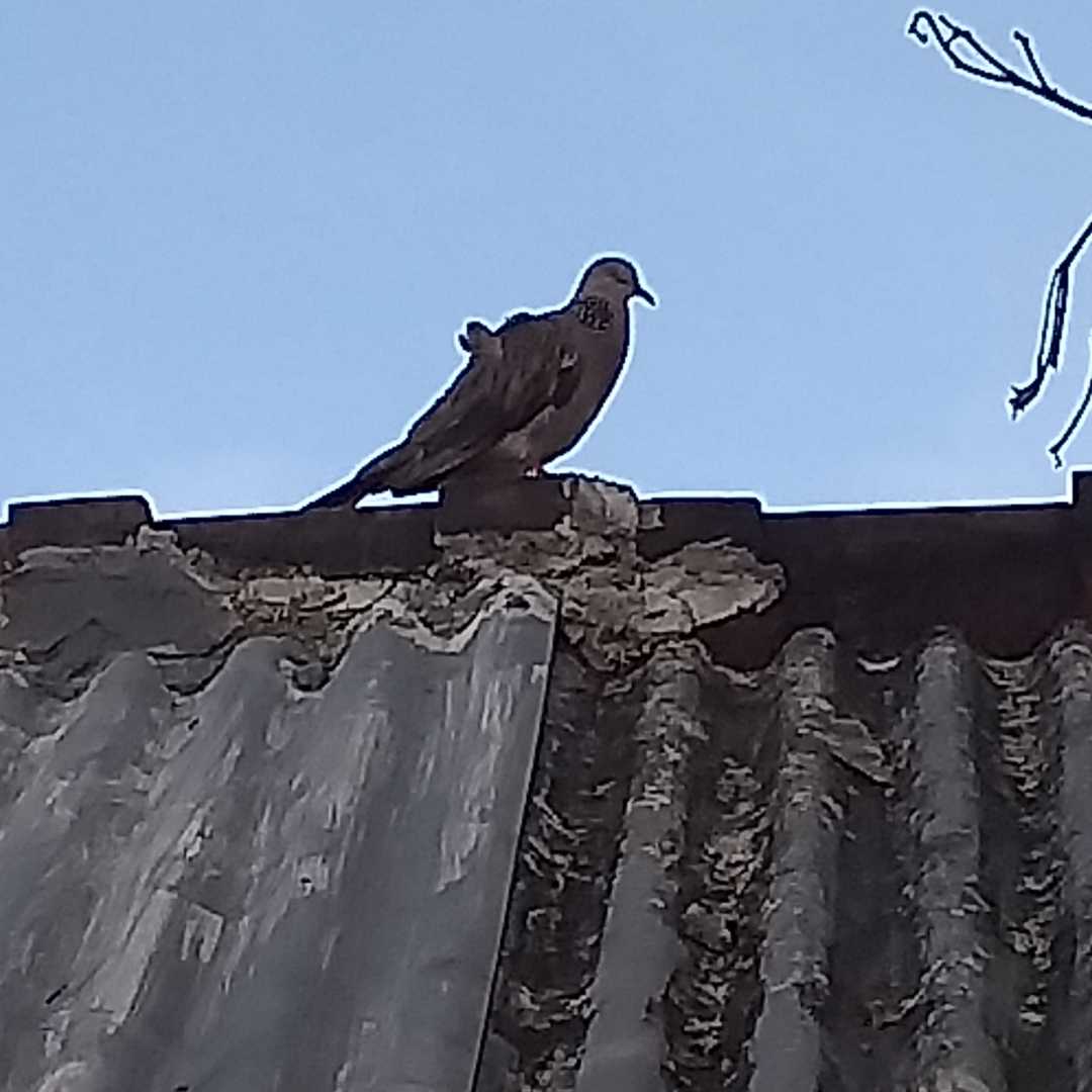 burung perkutut
