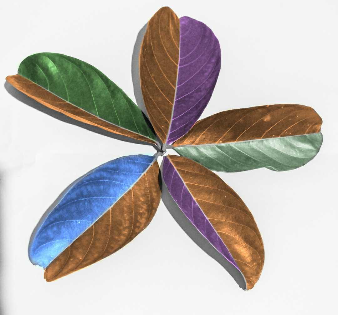 daun warna_warni