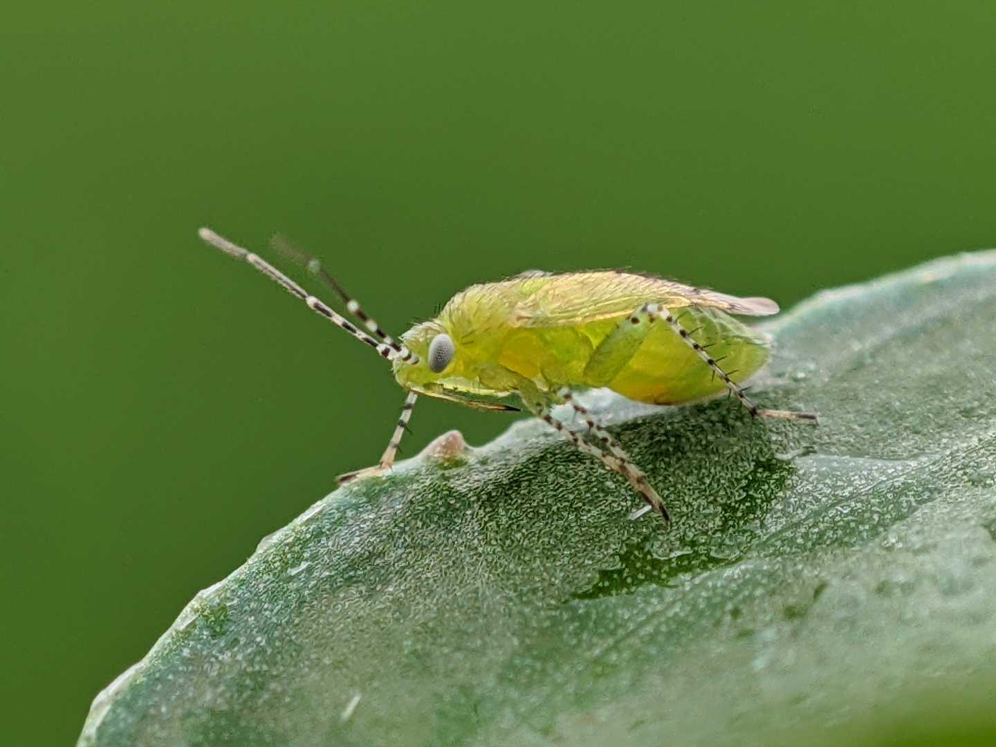 Plagiognatus
