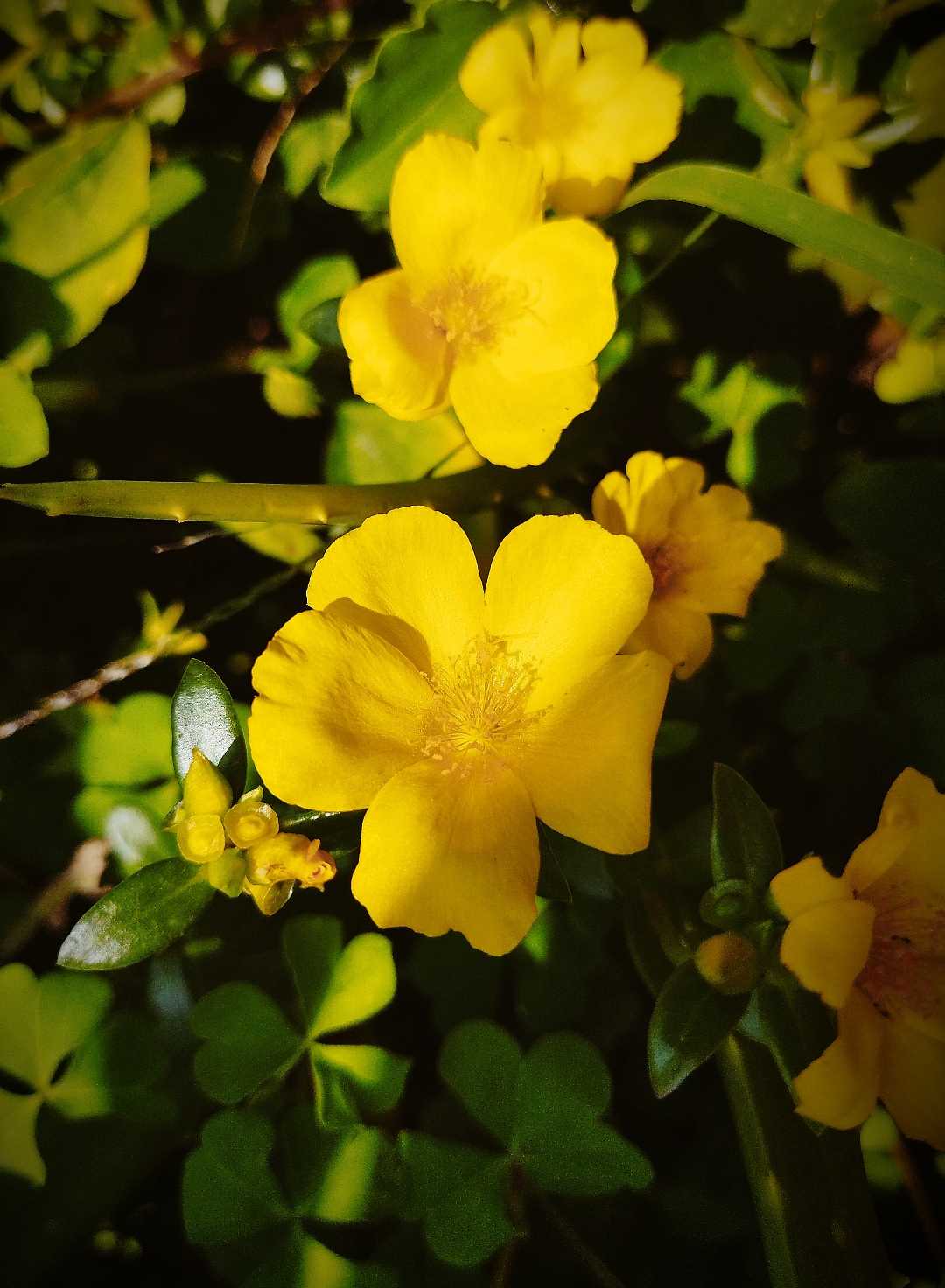 [Moss-rose purslane]