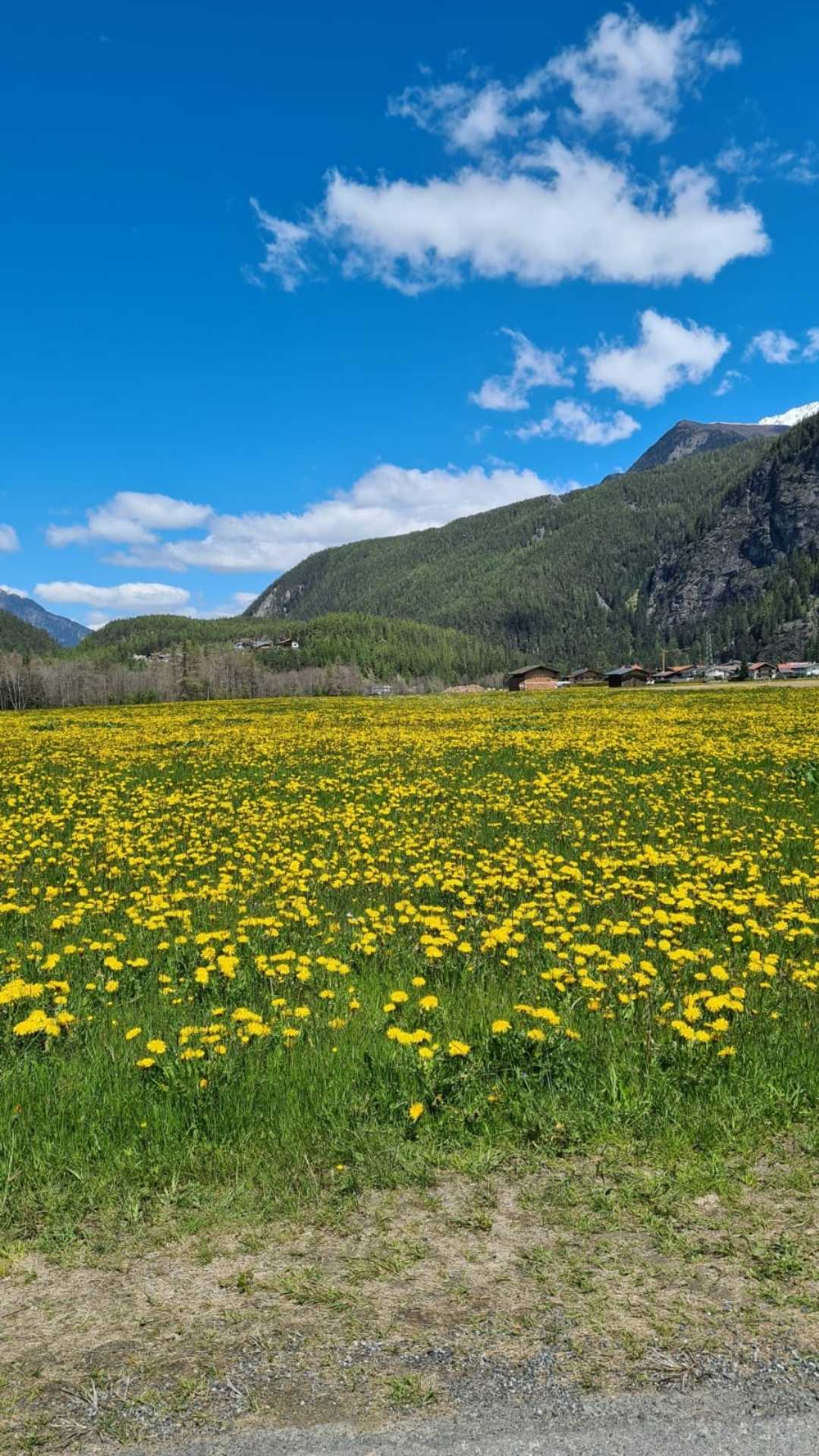 doganin suprizi güzelligi 🌻