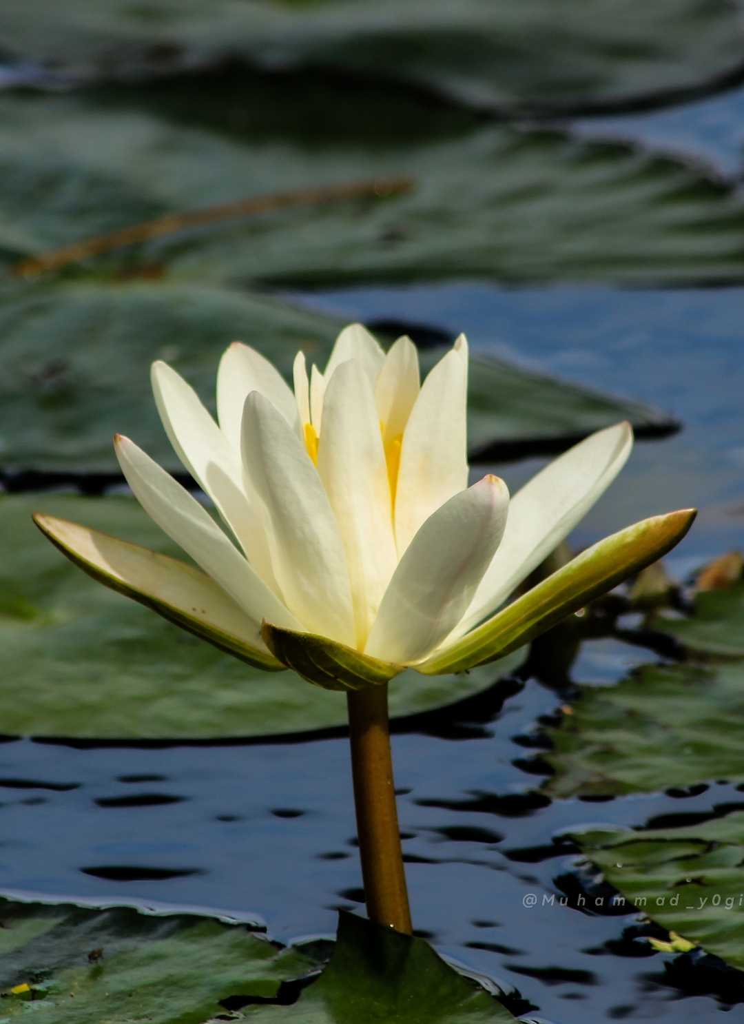 Lotus II