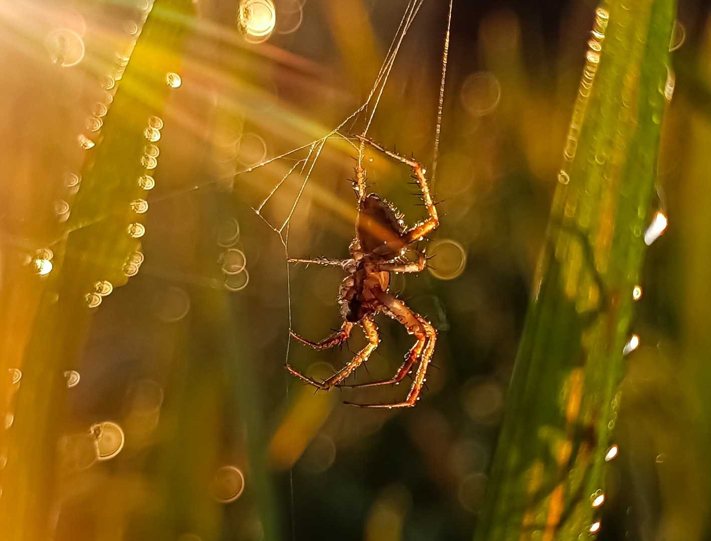 Little spider and morning ray of light 