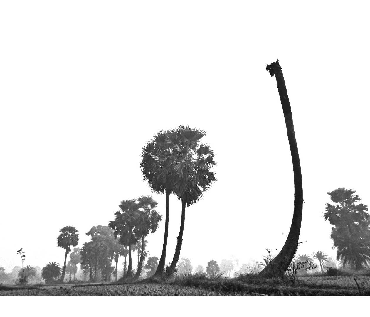 Natural View