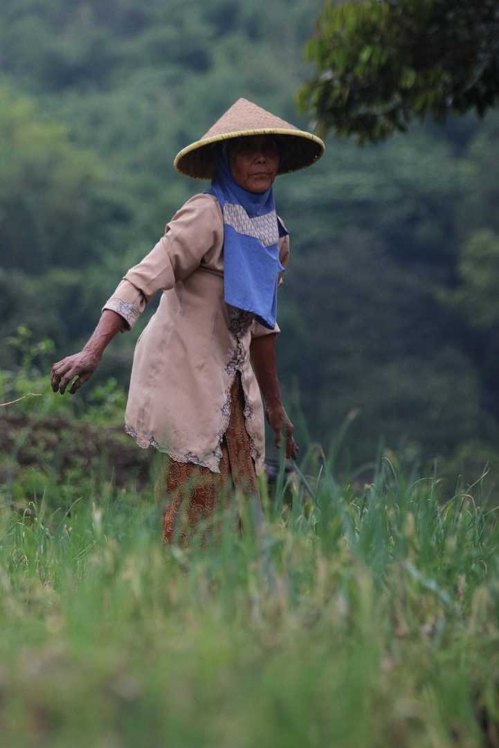 petani bawang merah