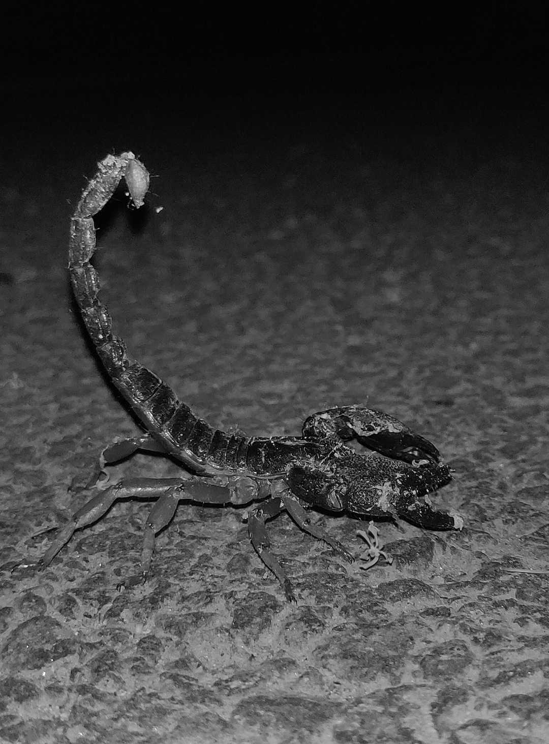 Black forest scorpion