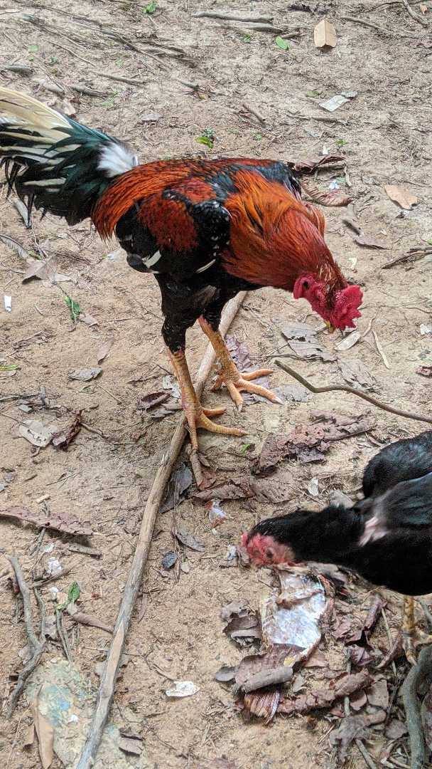bangun lah lebih pagi sebelum rezeki di patok ayam