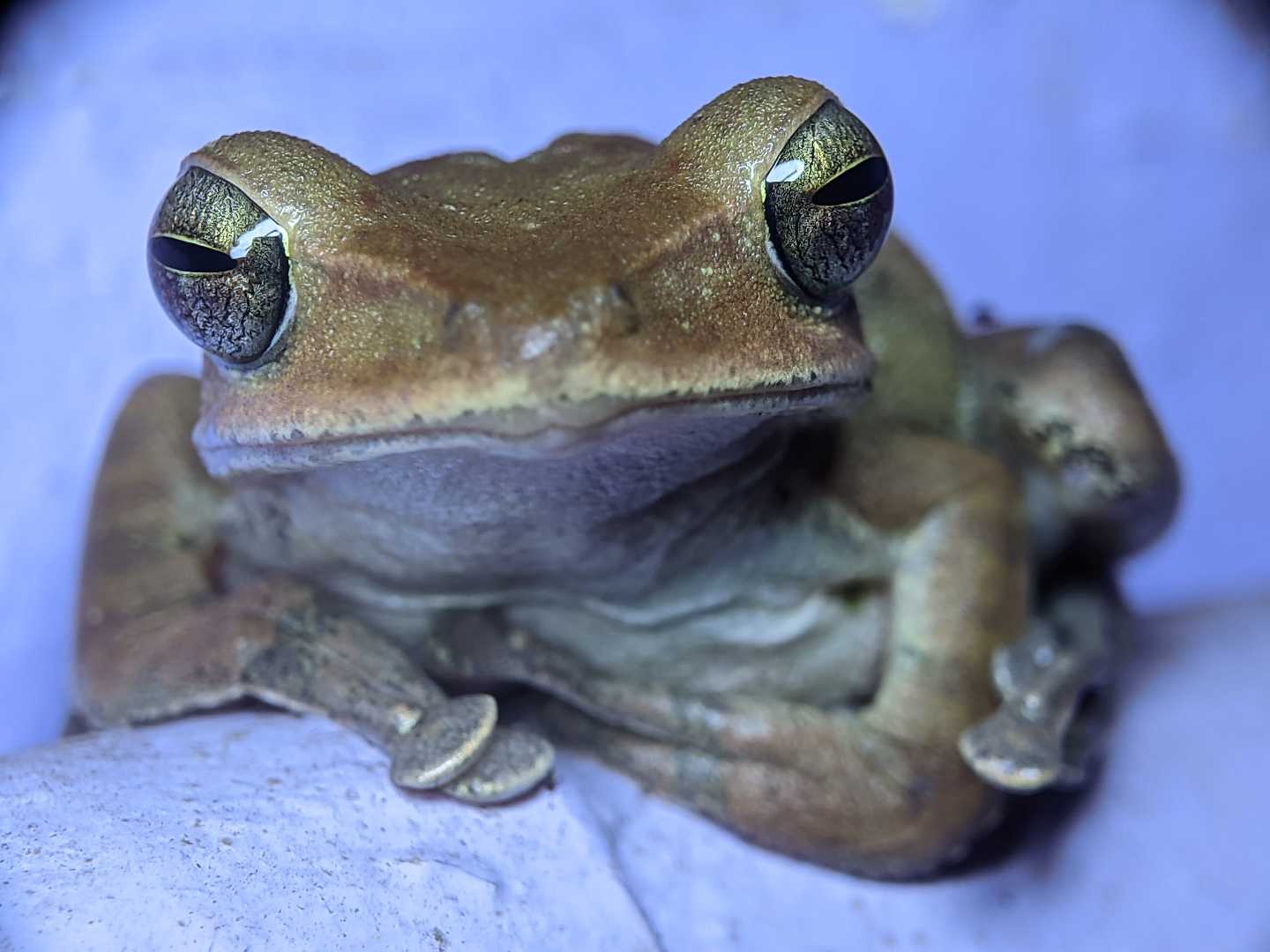 western tree frog 