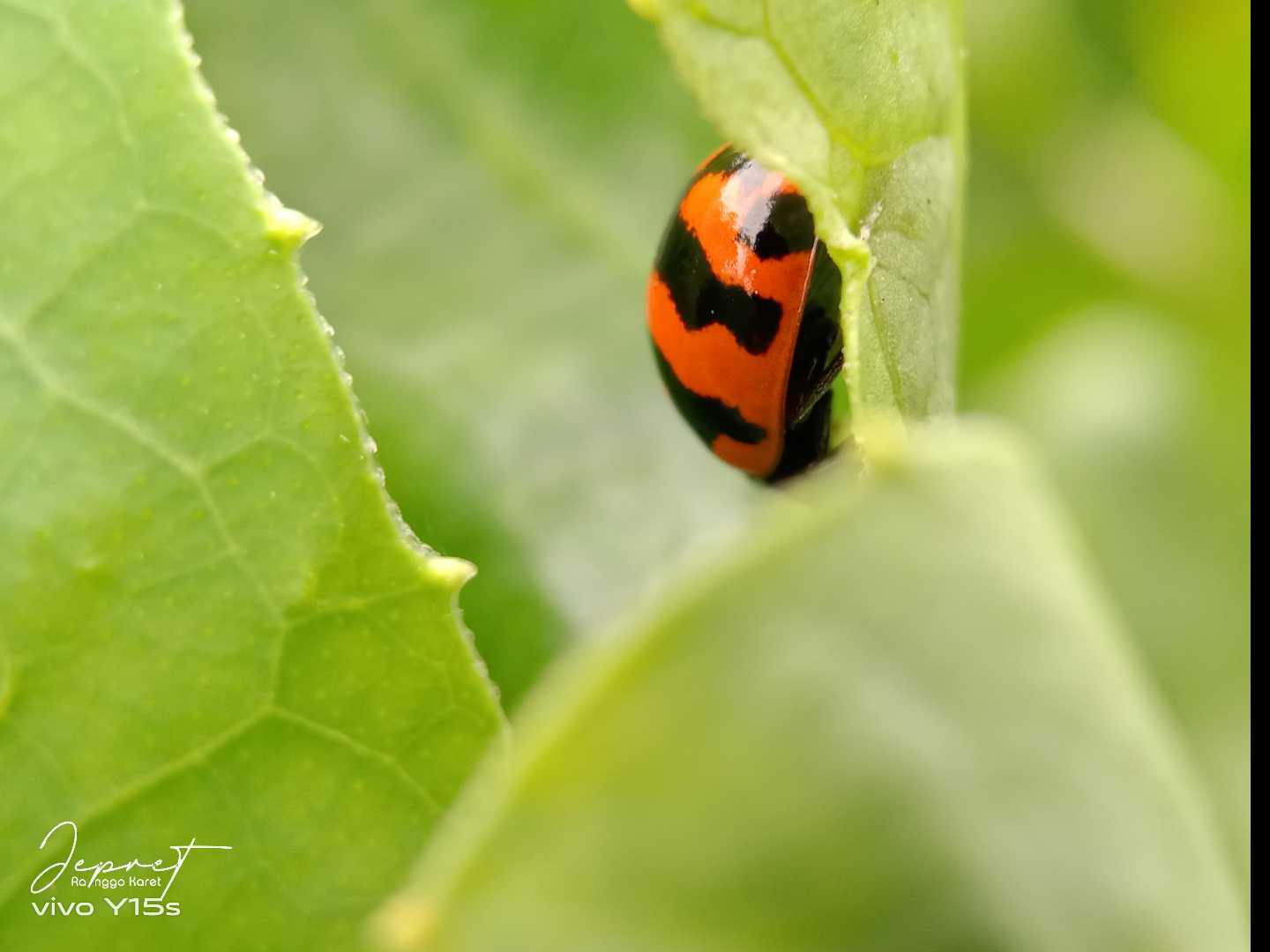 Hiding