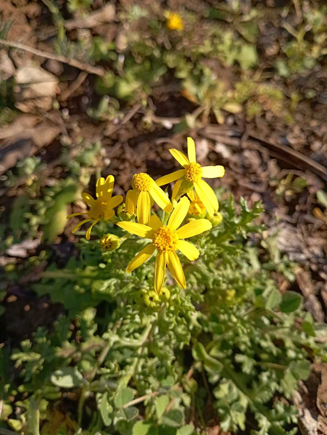 sarı papatya 🌼