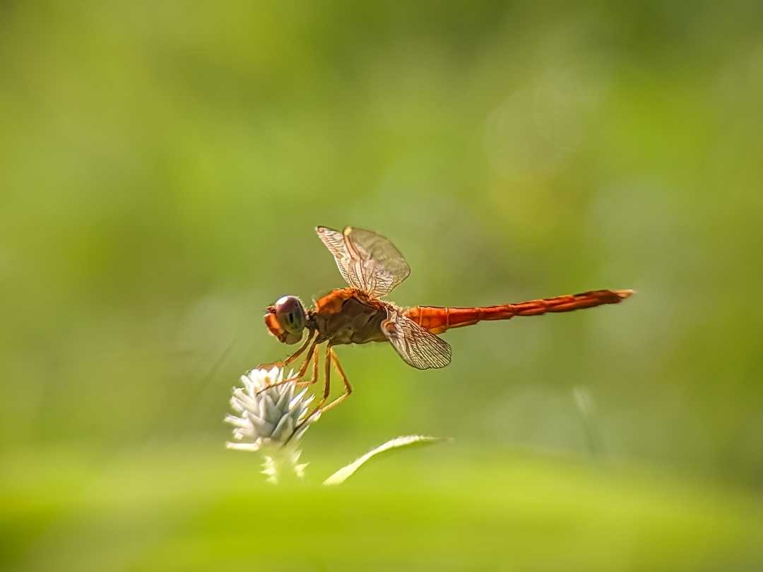 Capung atau sibar-sibar