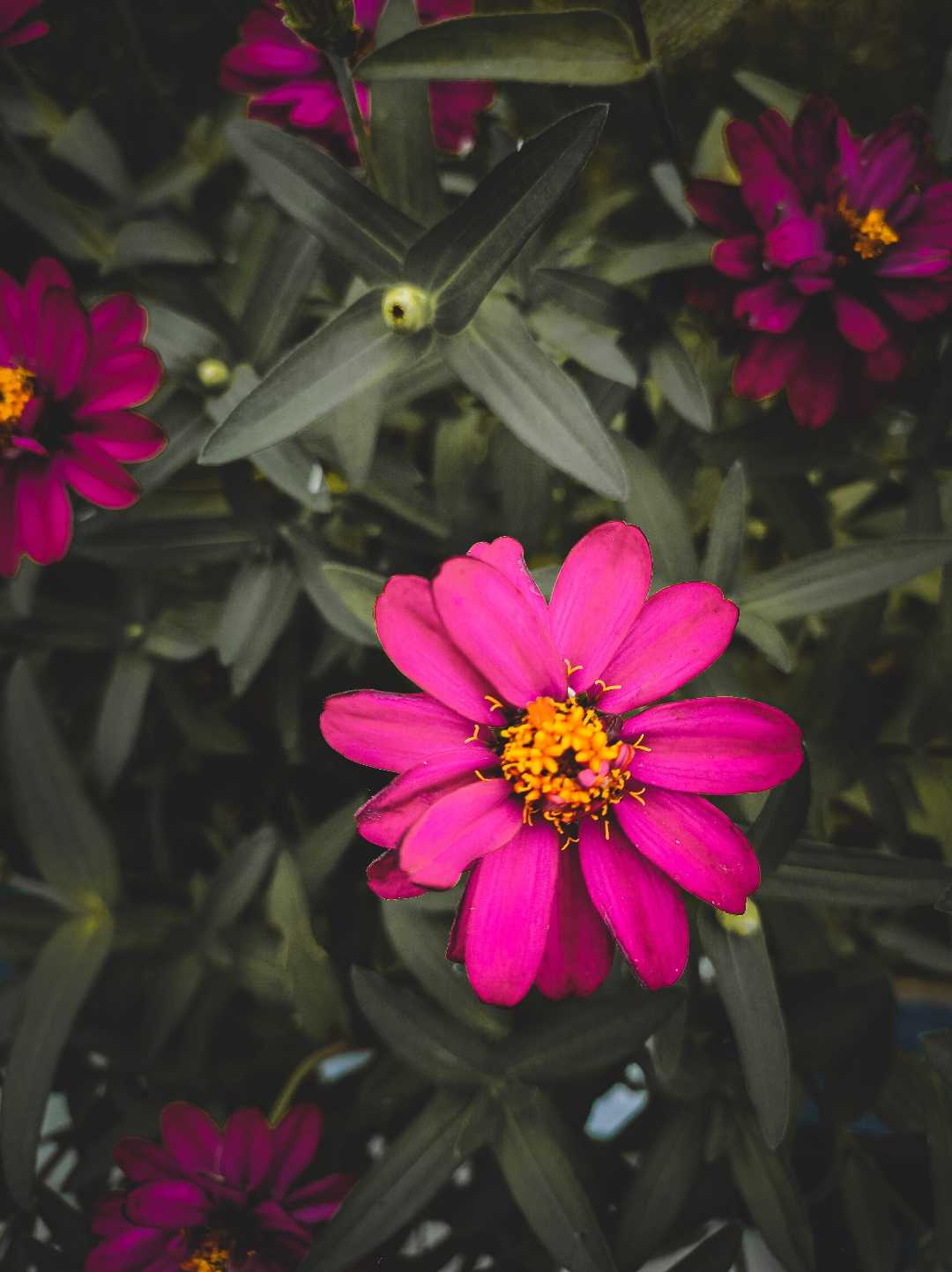 Zinnia 🌼