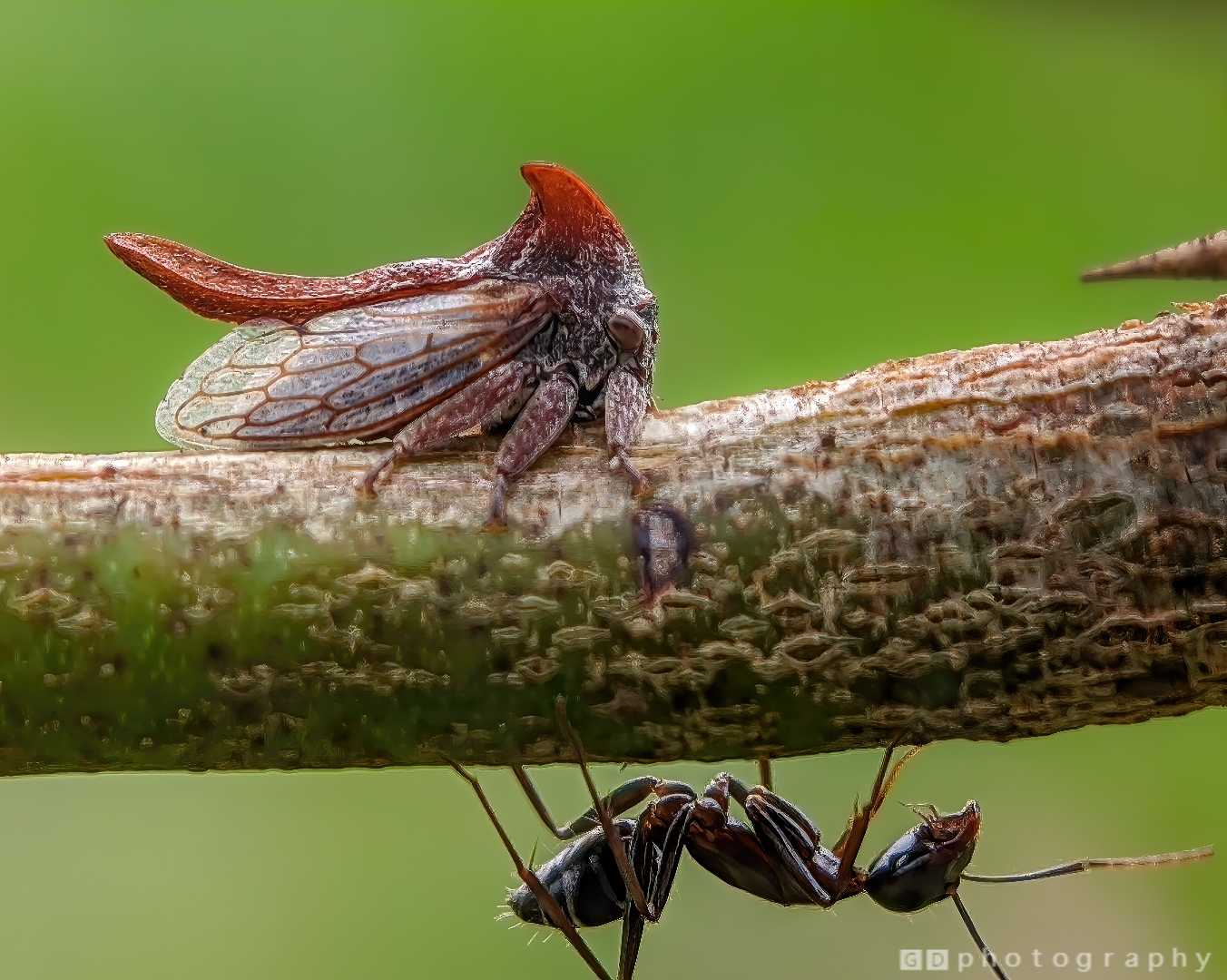 Treehopper & Ant