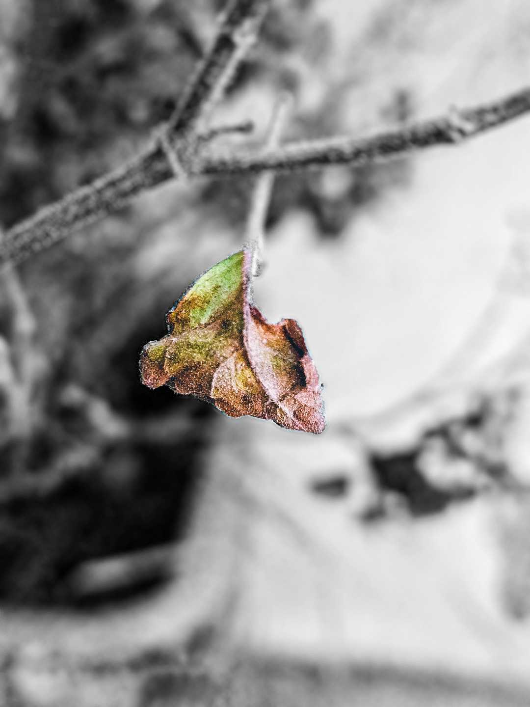 Colorsplash photography 