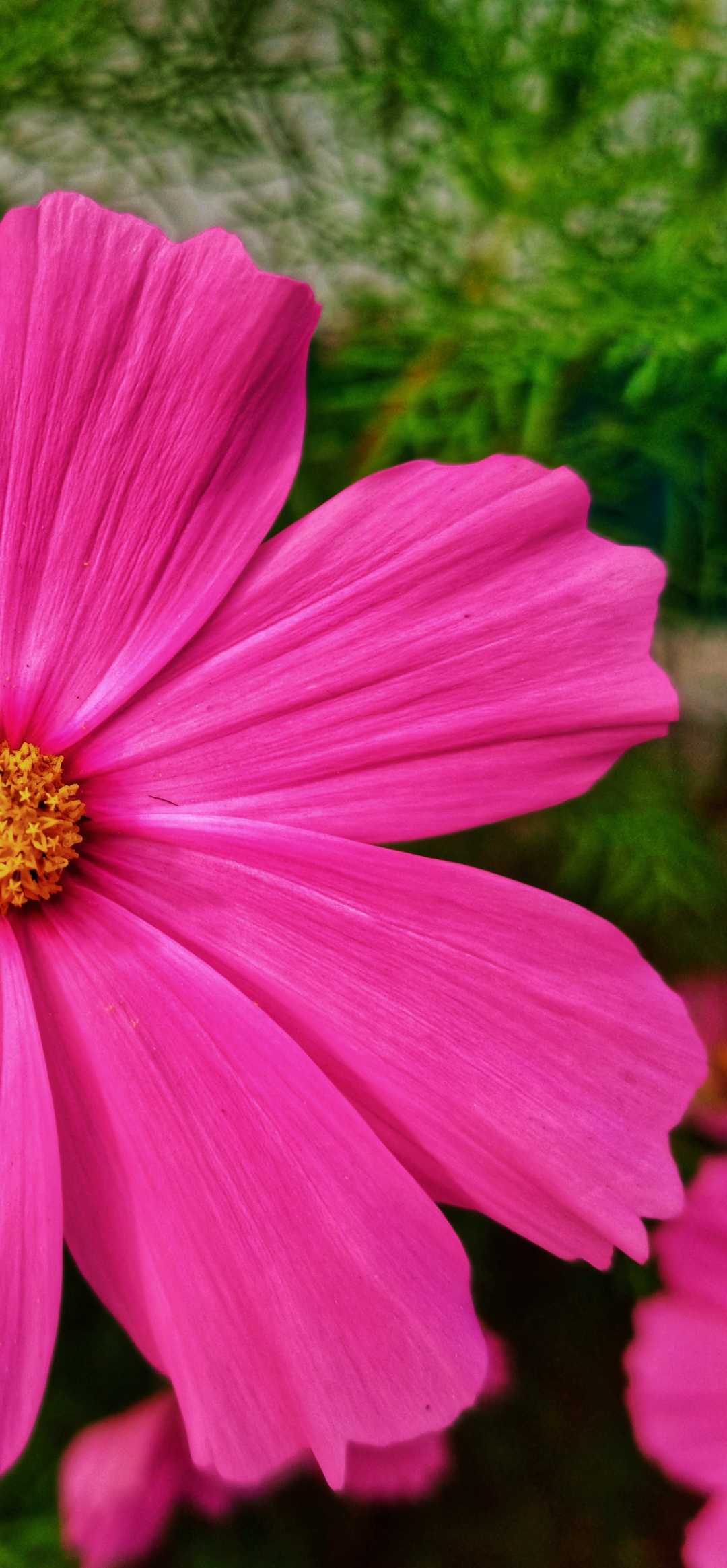 🌸