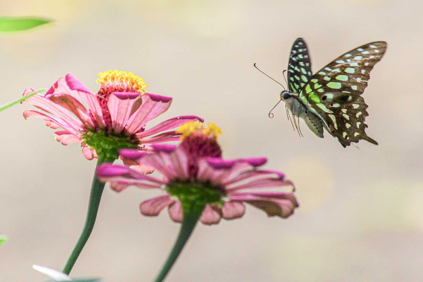 The Tailed Jay Butterfly