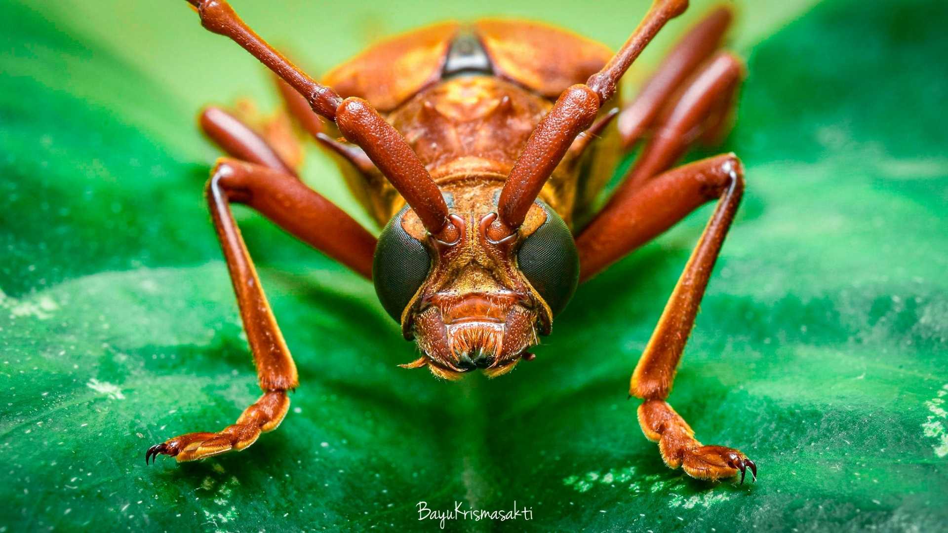 Photo Macro