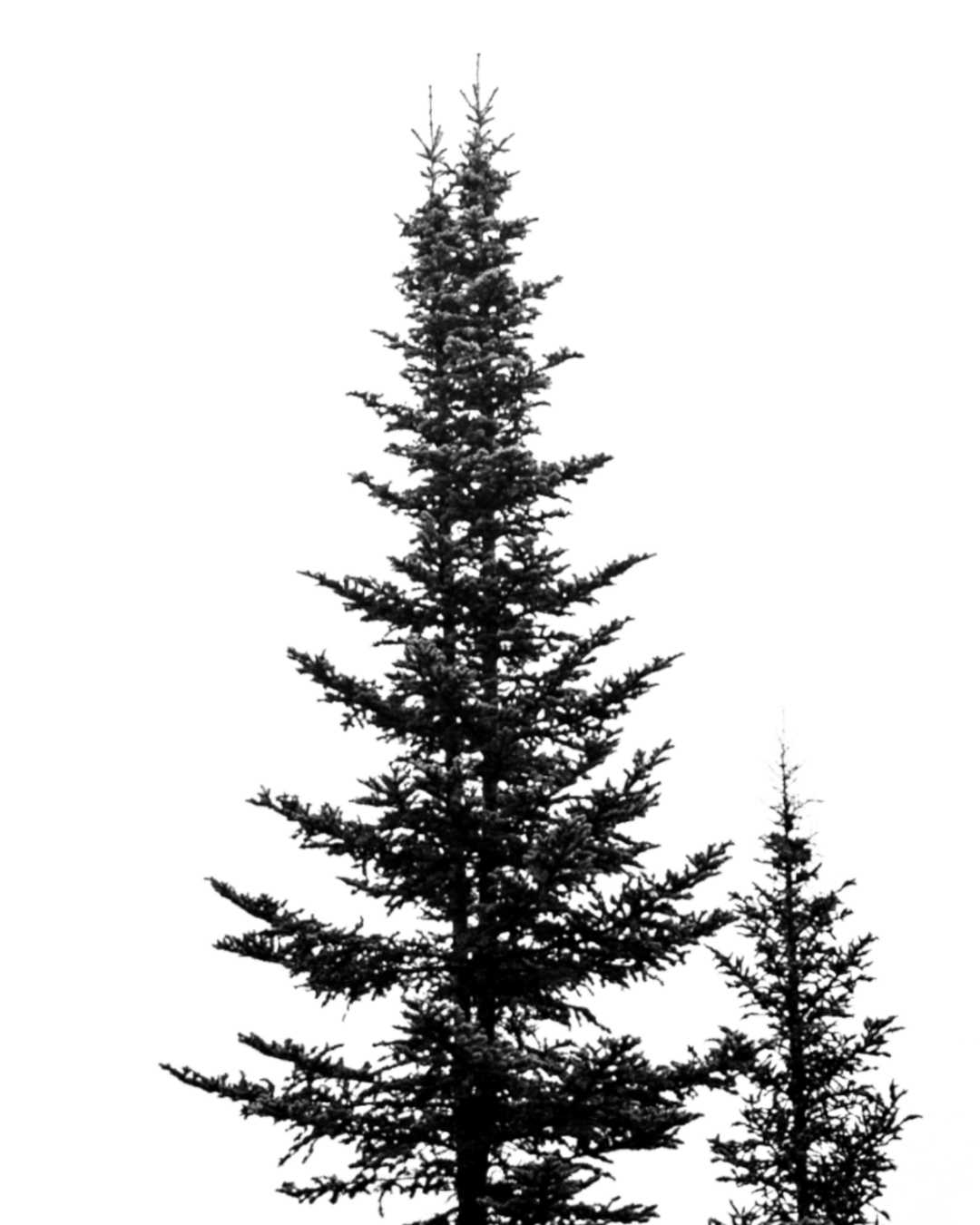 spruce pine tree