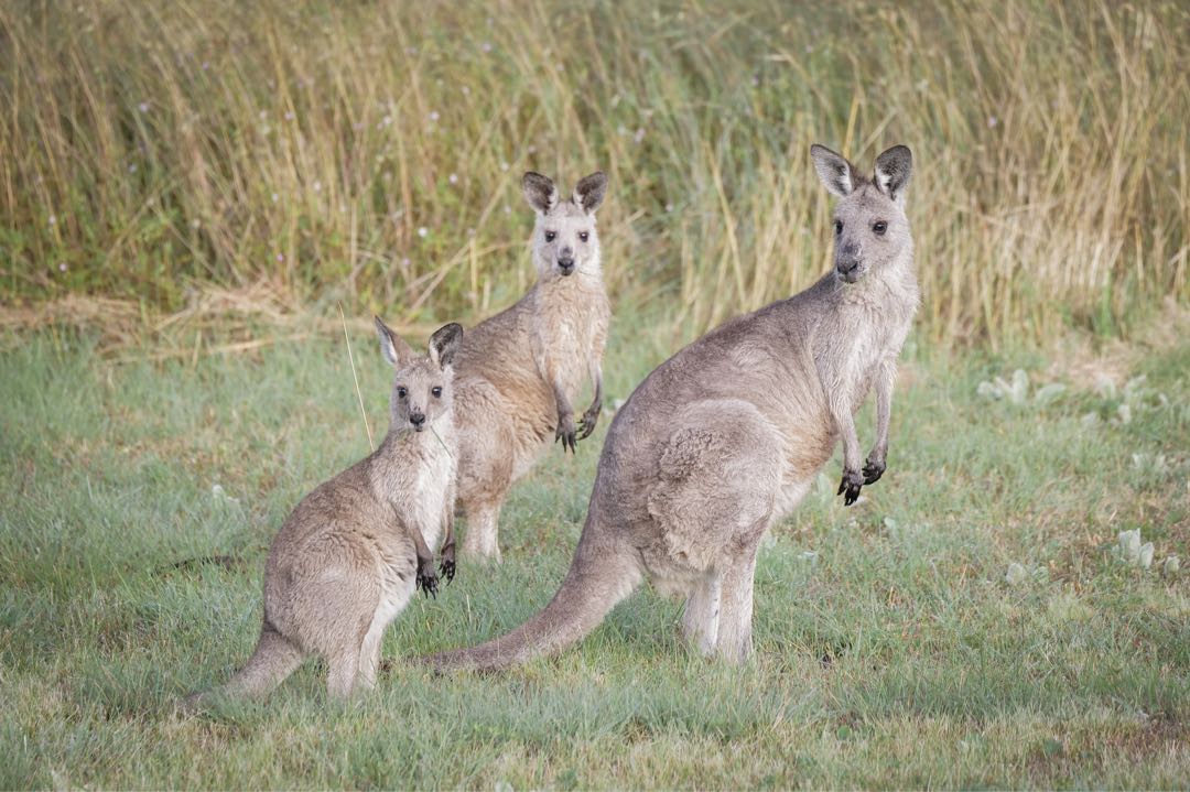Kangaroos 