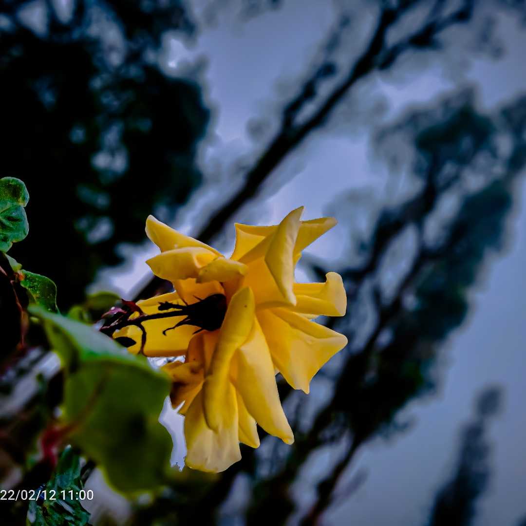 wild flowers.. 