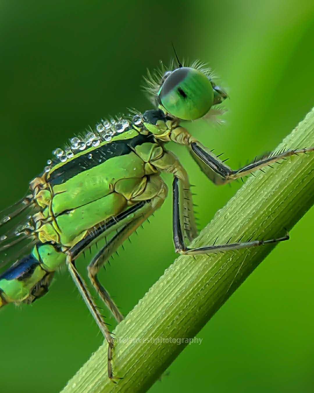 damselfly macro