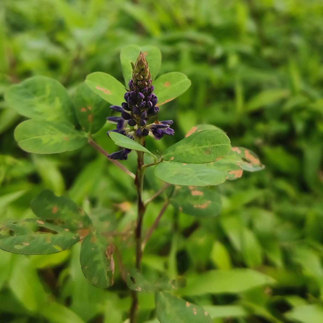 Asian Tick Trefoil