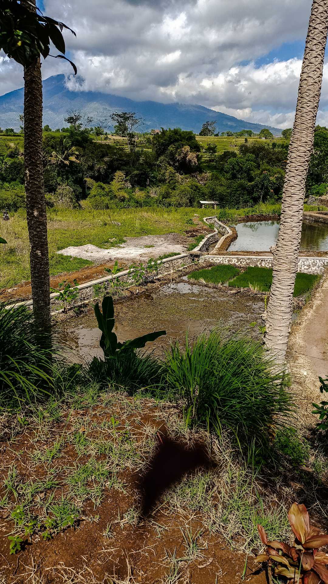 my village