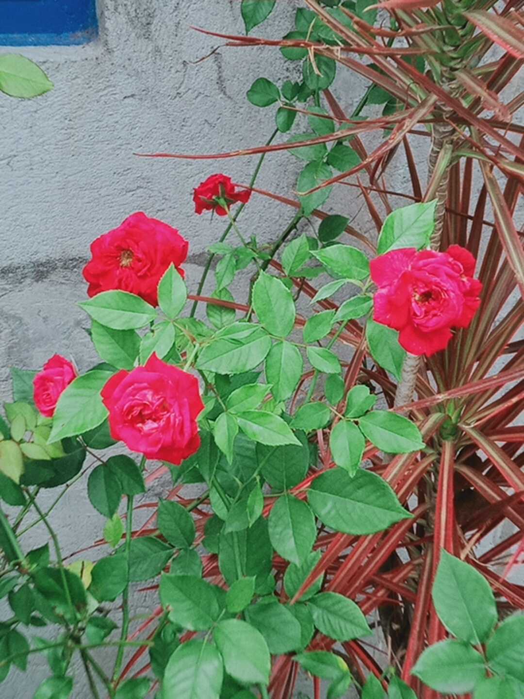 rose flower 