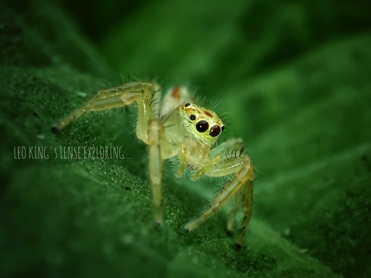 Hey Spidy...