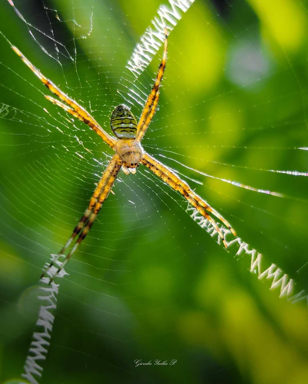 Argiope Anasuja