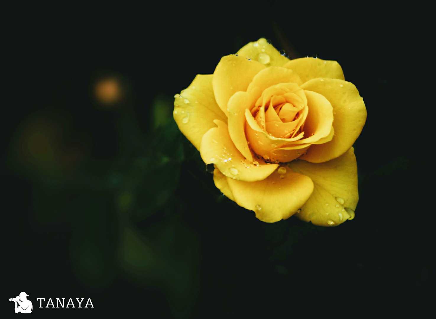 Yellow Rose 