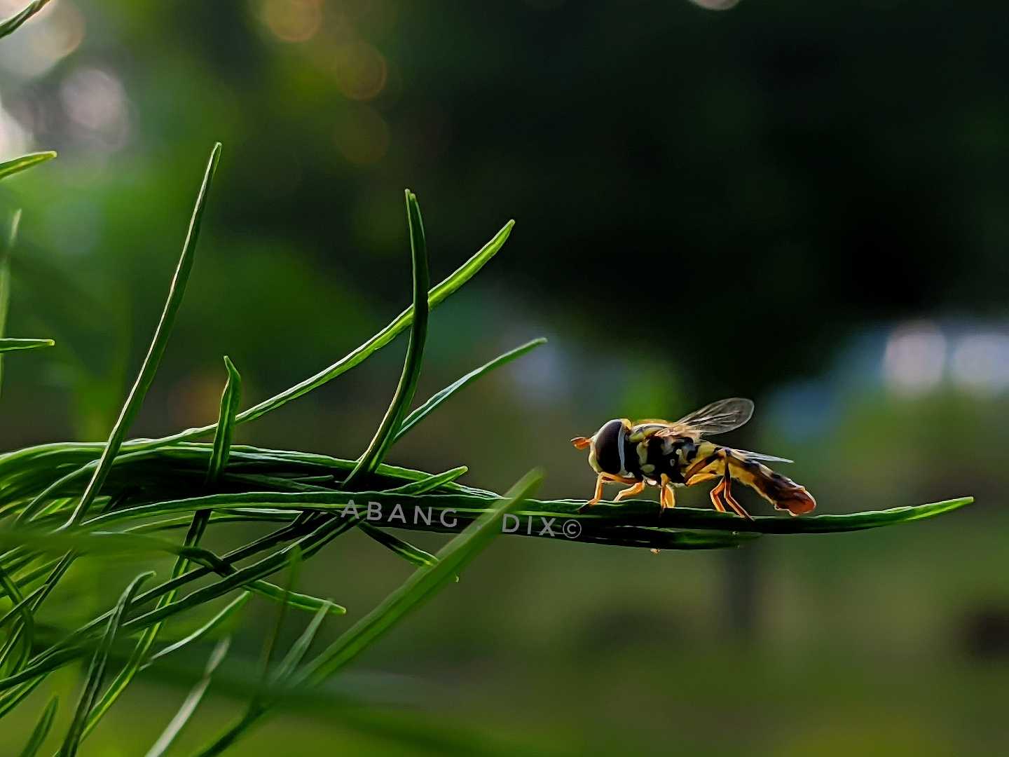 The Bee 🐝