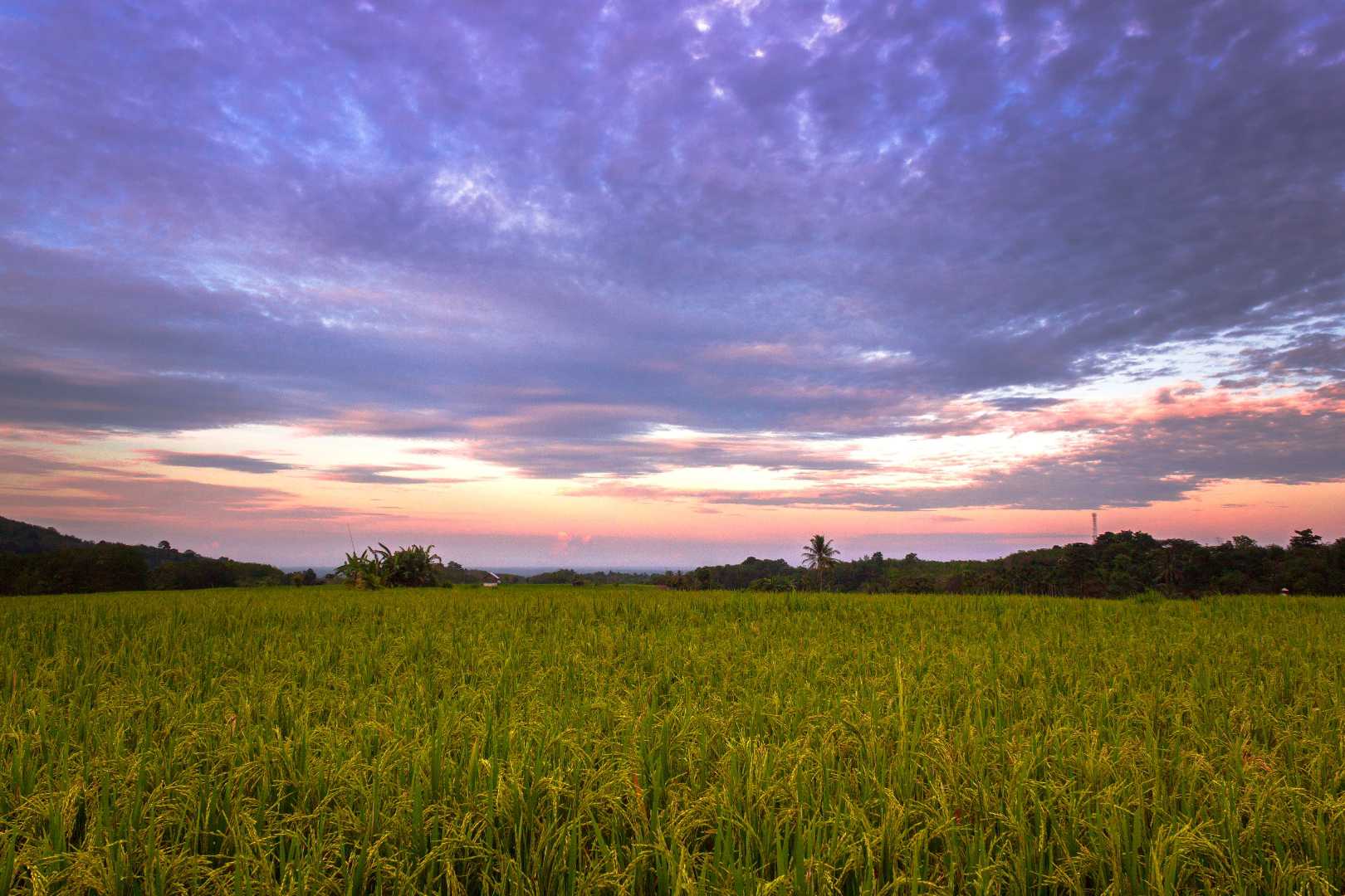 View of rice turning yellow