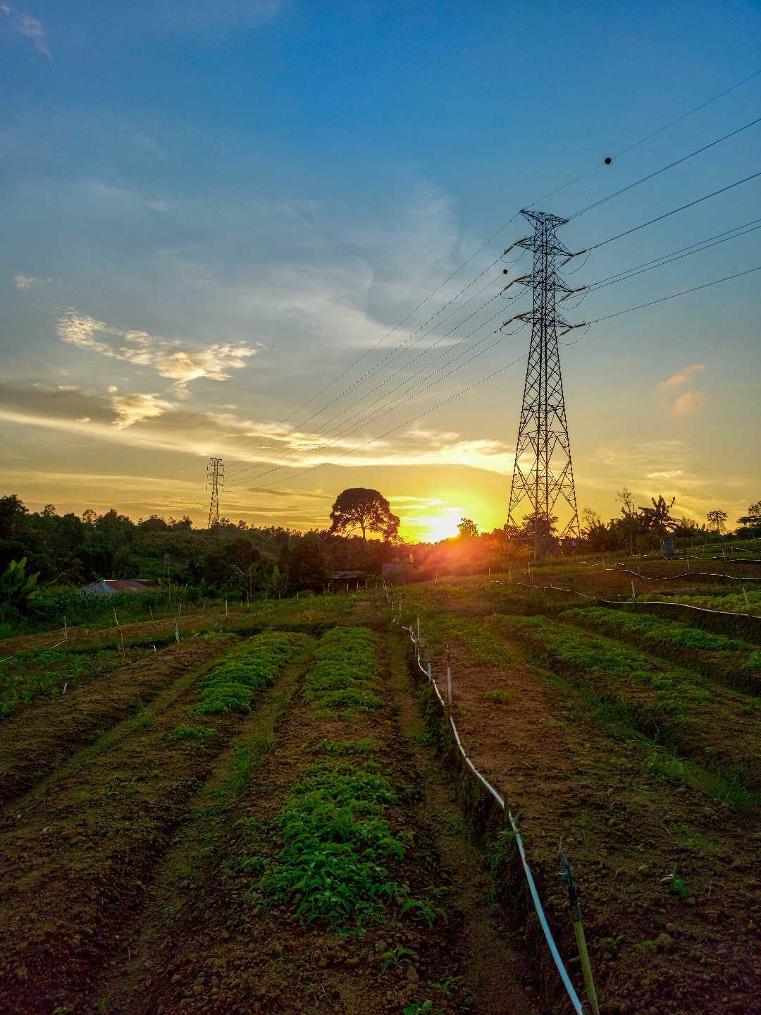 Sunset Dari Kebun
