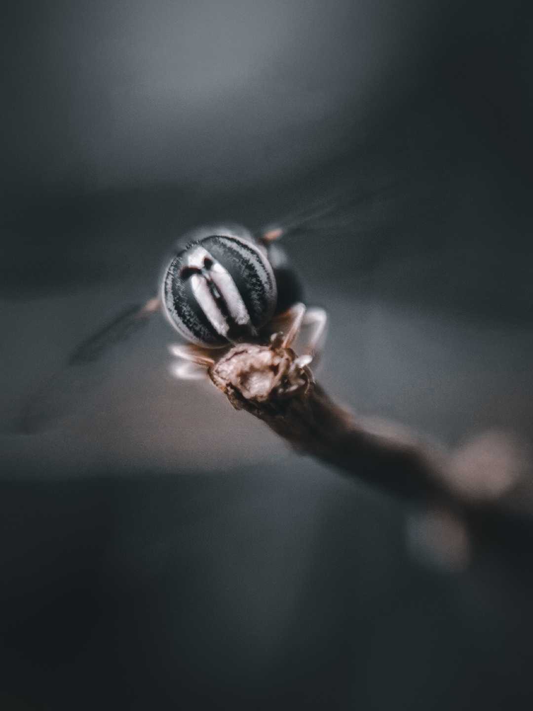 hoverfly 