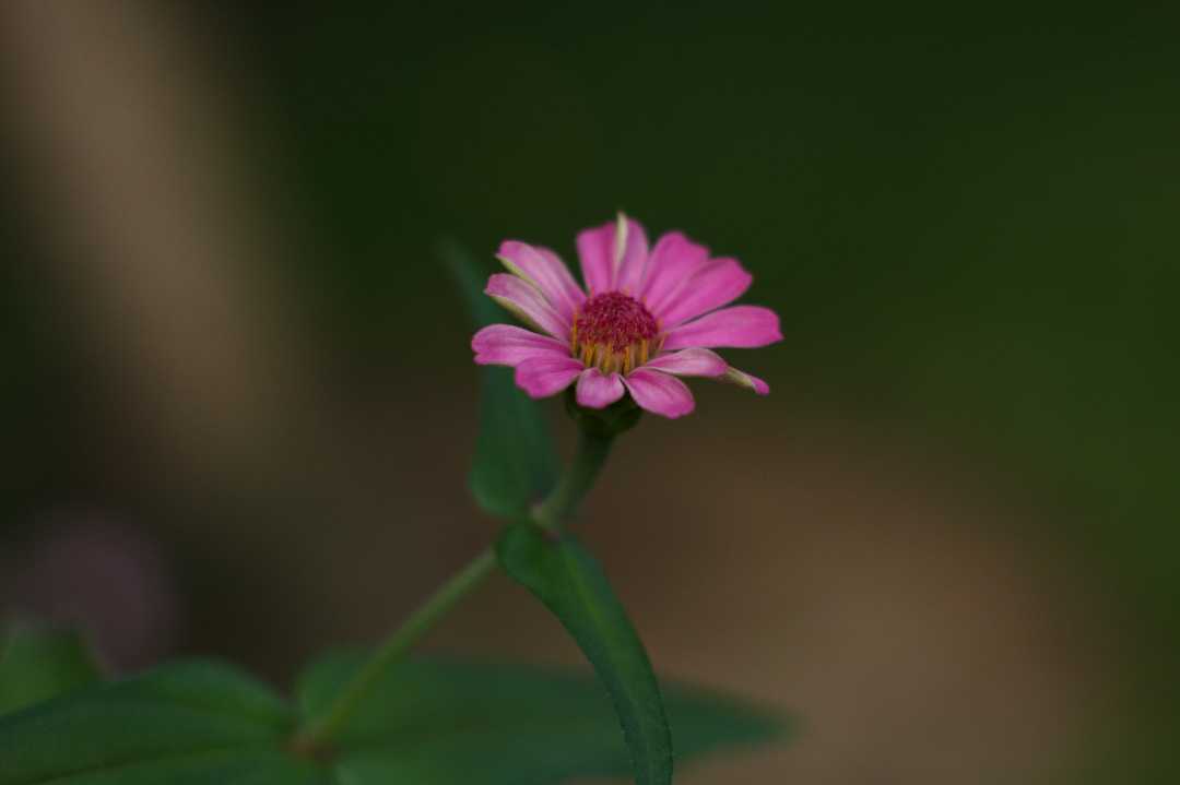 Zinnia