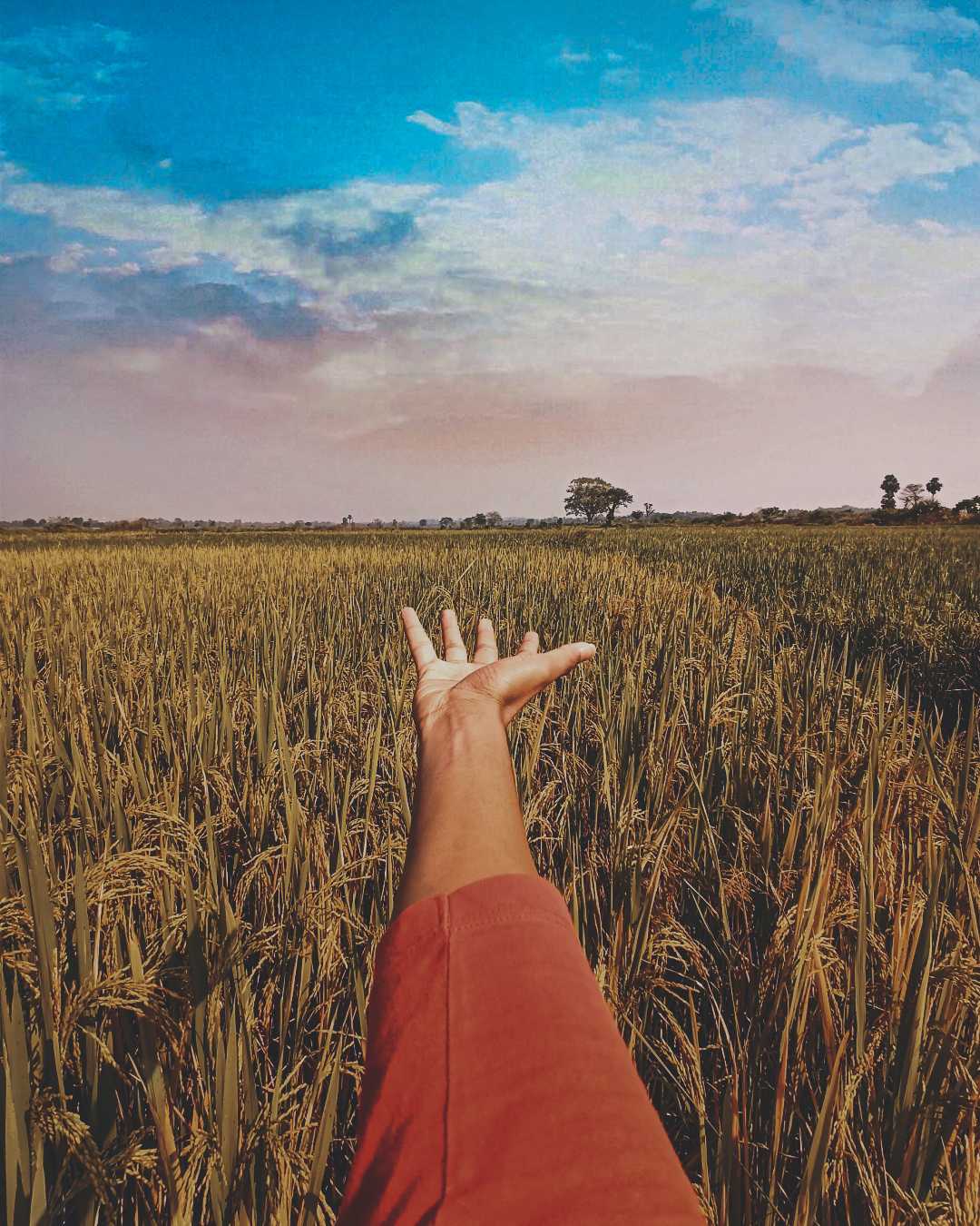 INTO THE YELLOW FIELD ~ 💛🌾