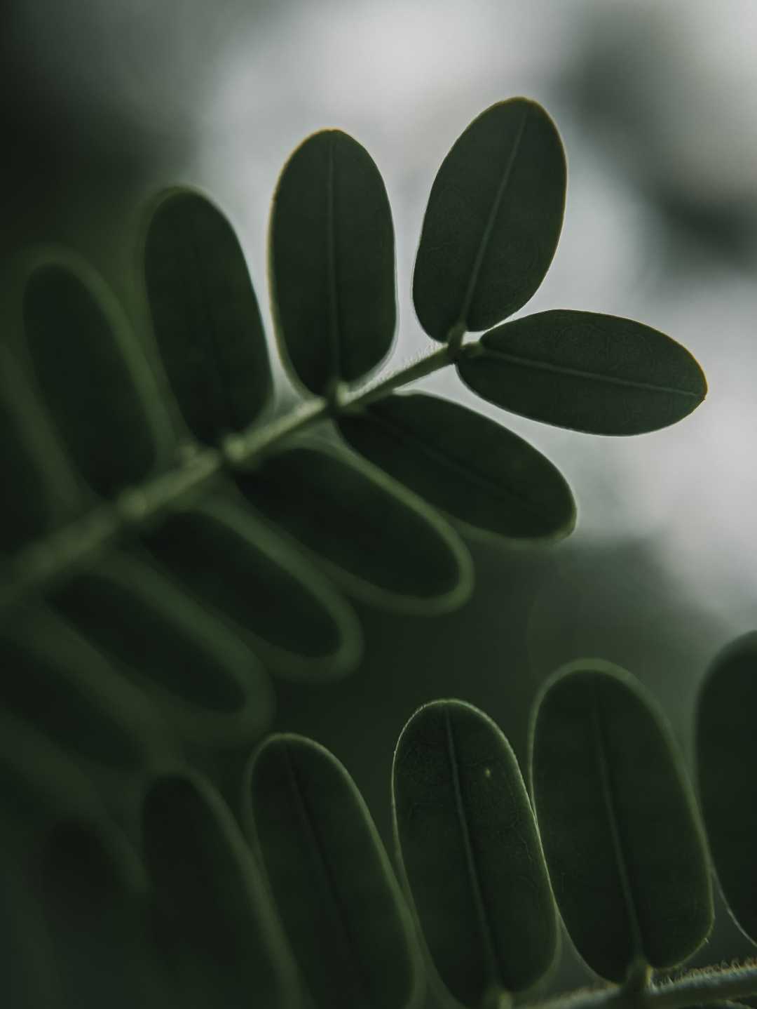 Leaf 🌿