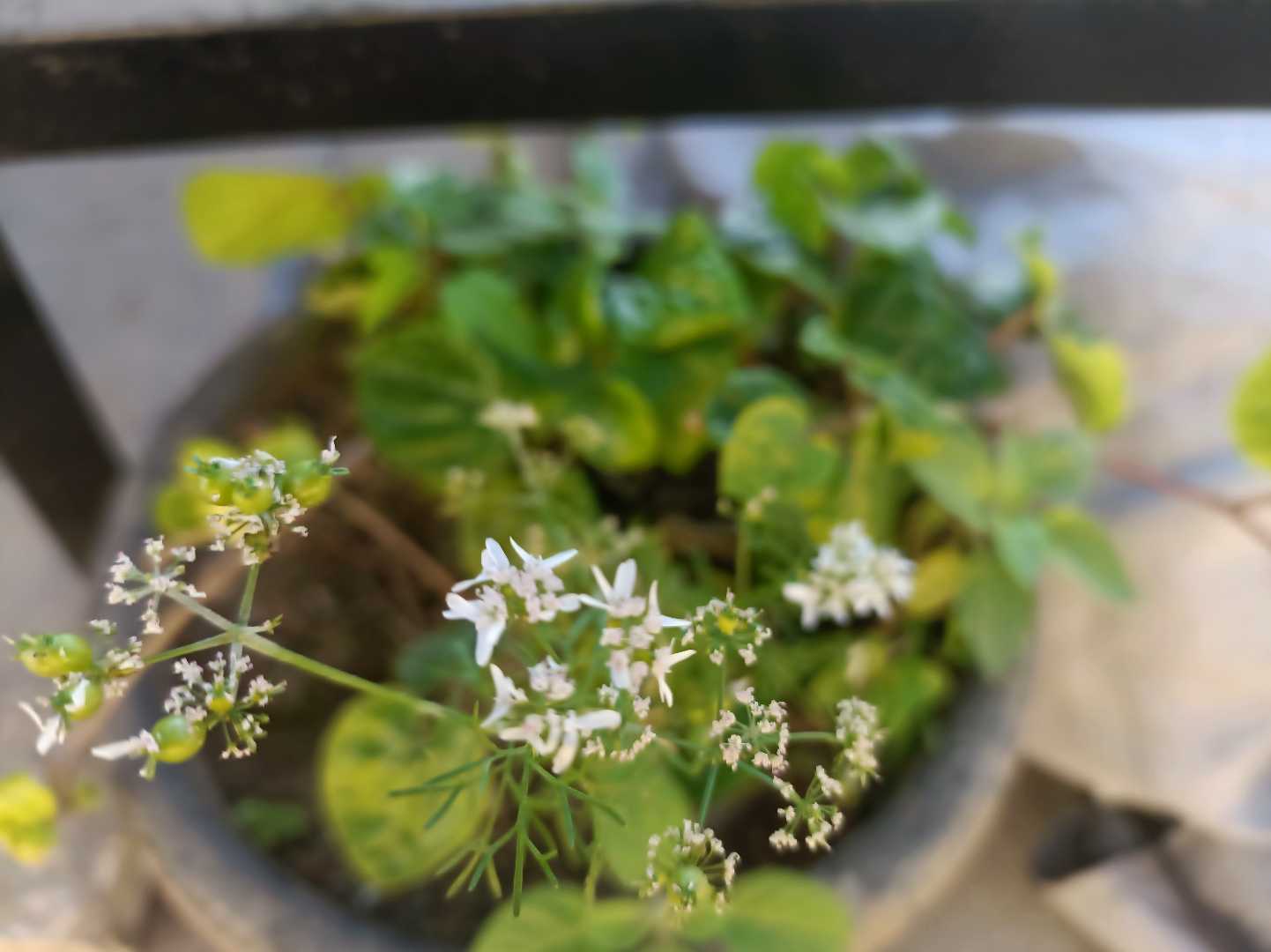Coriander flower 