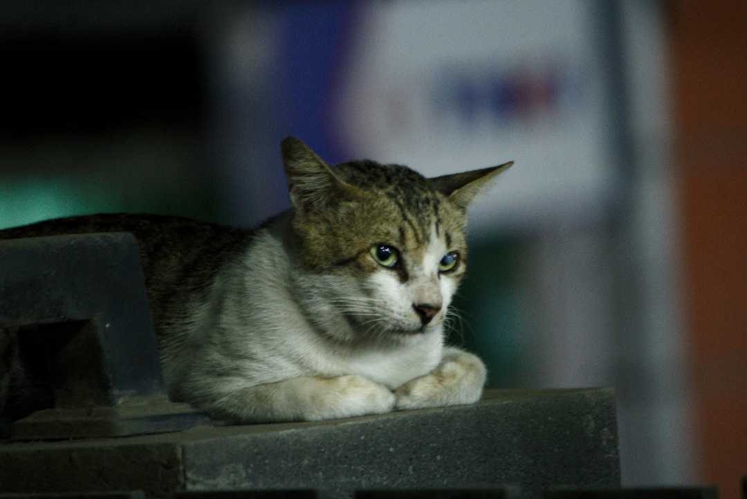 Kucing