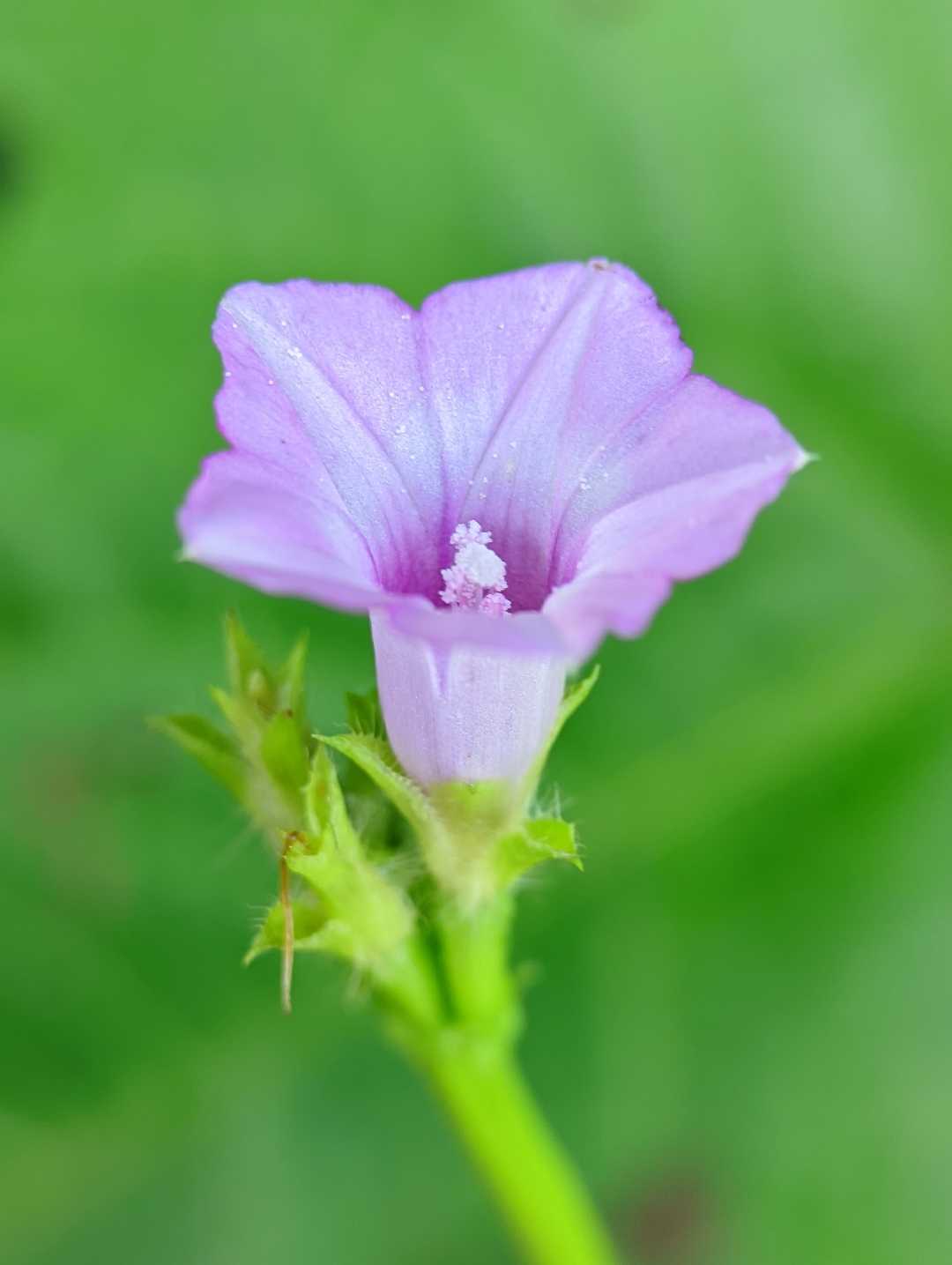 Ipomoea triloba