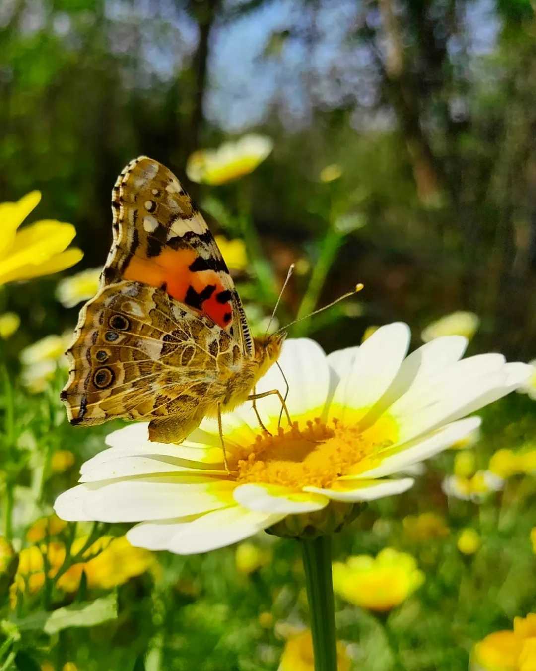 Painted lady nectaring