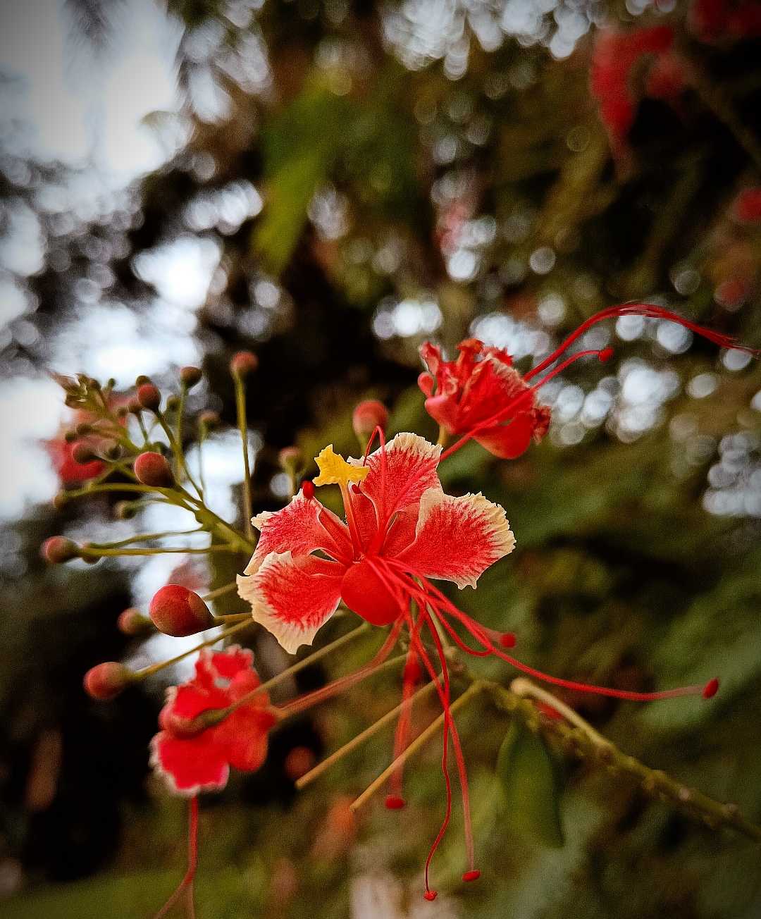[Peacock Flower]