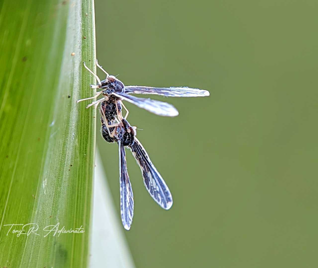 DERBIDAE