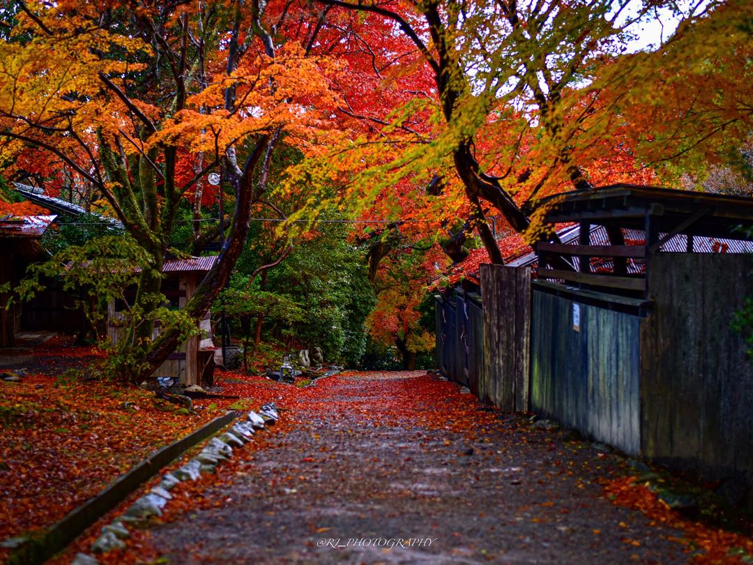 autumn in kyoto
