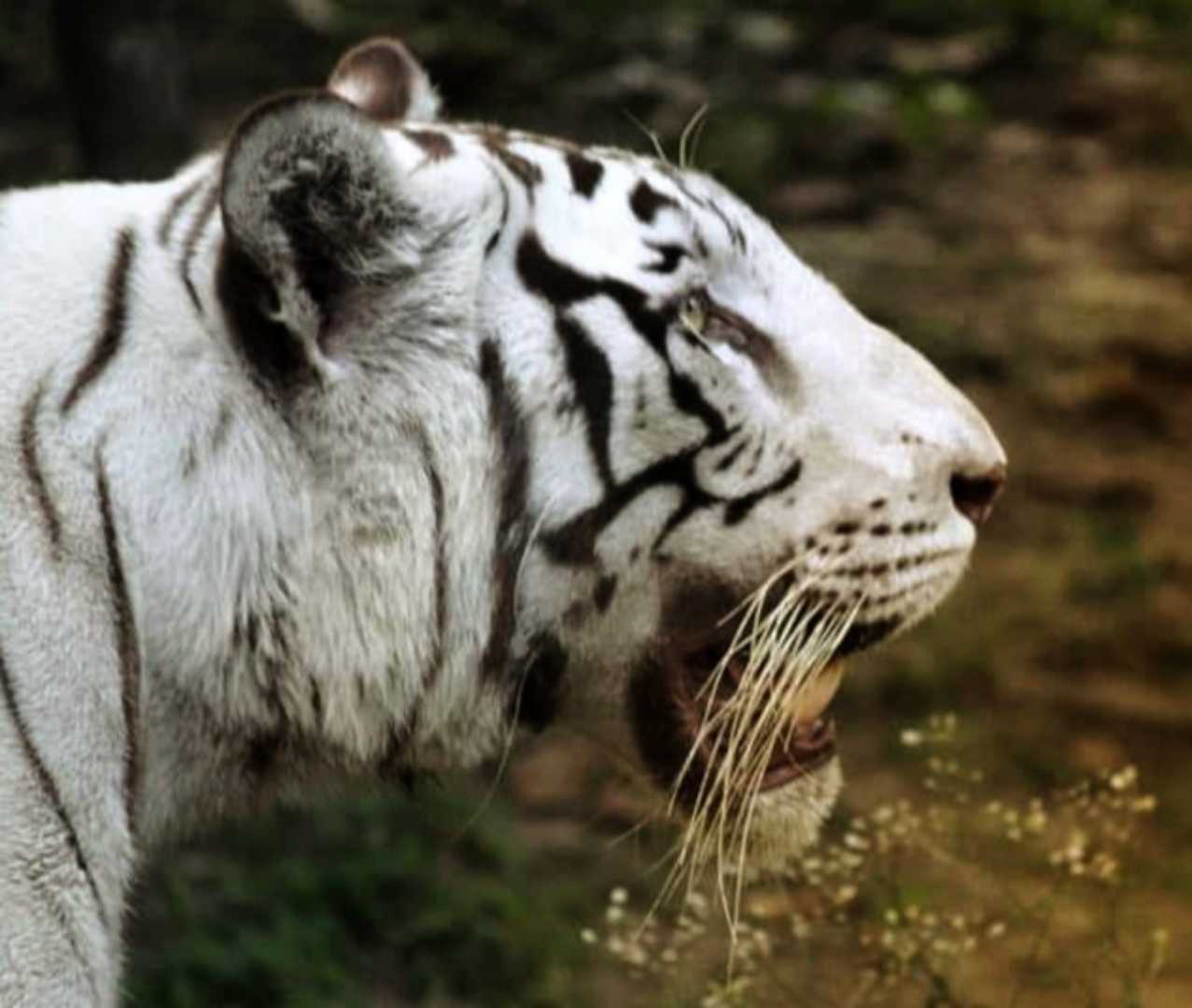 White Tiger | arijit2000