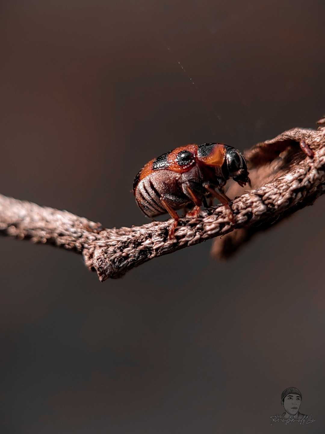 Ladybug 