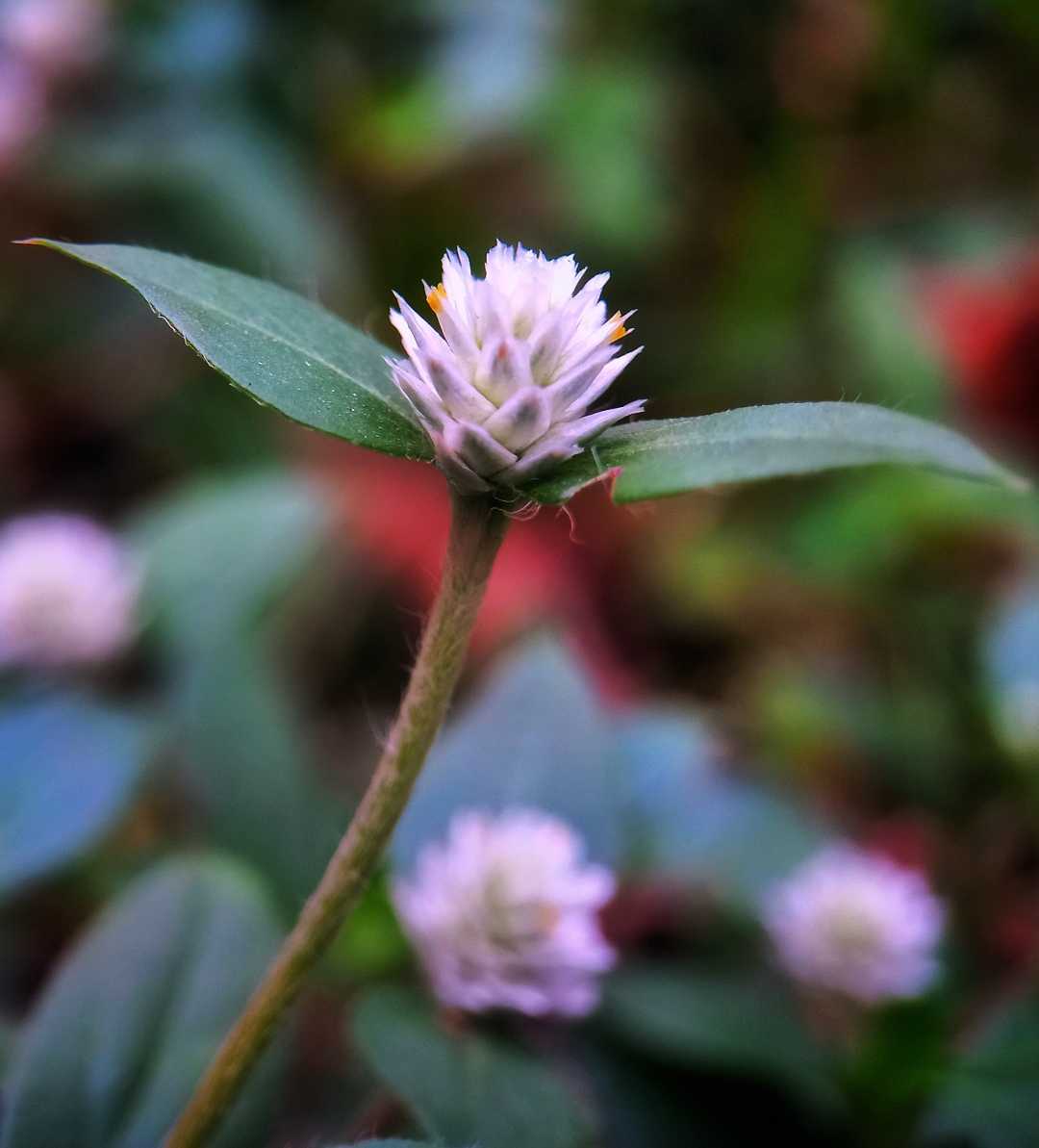 Alternanthera philoxeroides