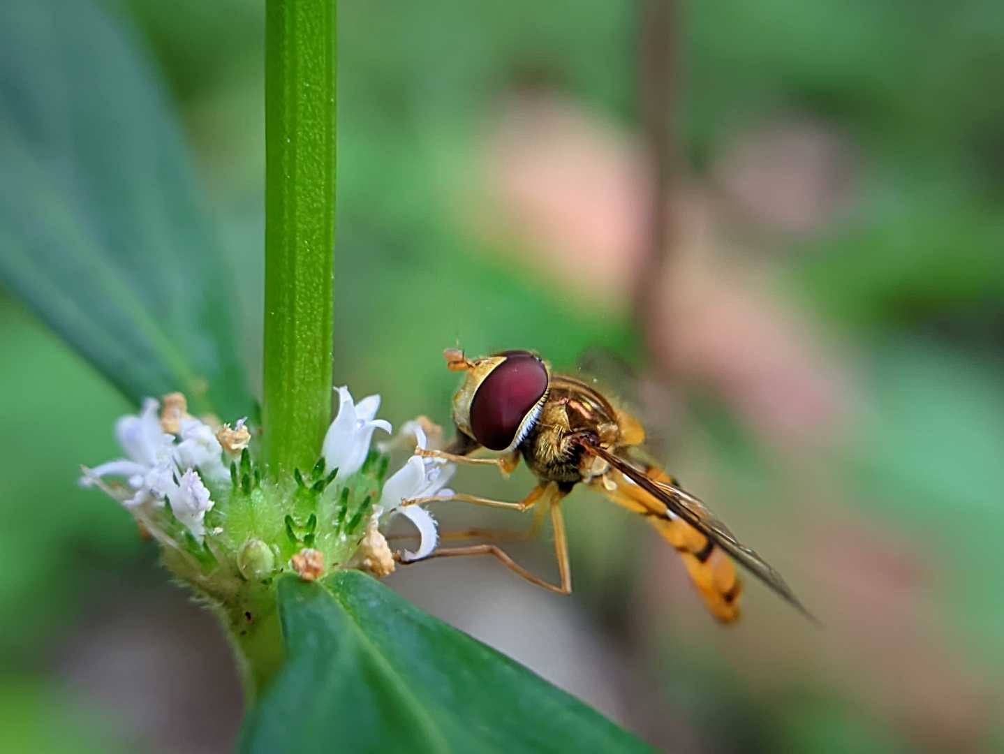 HOVERFLY