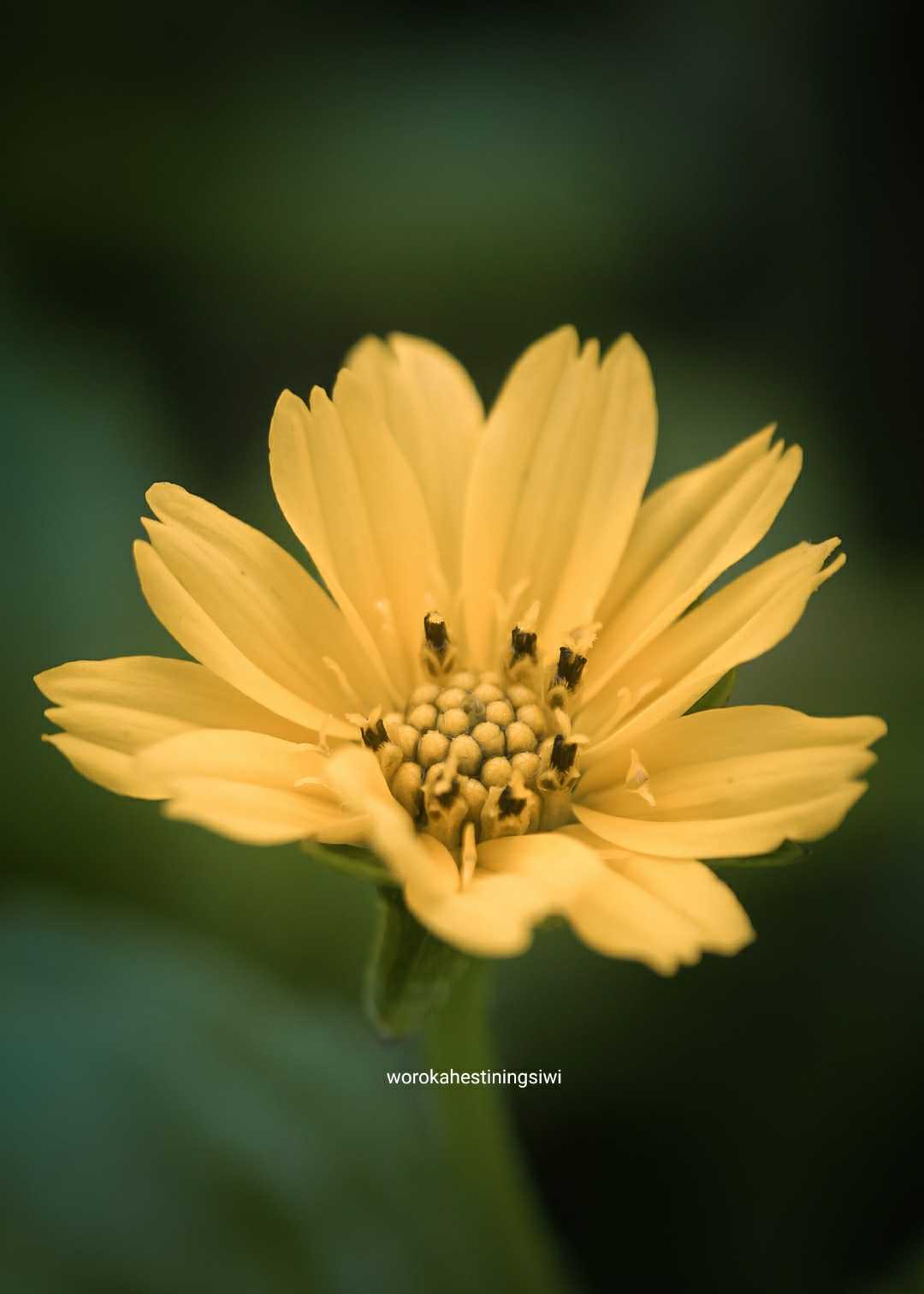 Macro flower
